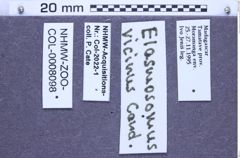 Etiketten zu Elasmosomus vicinus (Candèze, 1895) (NHMW-ZOO-COL-0008098)
